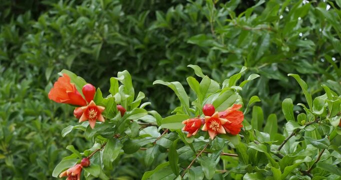 Punica granatum - Arching, supple pomegranate branches bearing clusters of red-scarlet flowers in dense foliage, swaying gently in the wind
