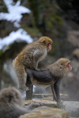 Fototapeta premium Japanese Snow Monkeys in Jigokudani Winter, Nagano