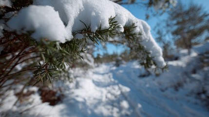 Snow-kissed evergreen needles cradle winter's whispers, evoking Yule's serene hush and the quiet mystery of Solstice wanderings