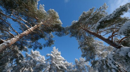 Snow-kissed pines whisper secrets to sapphire skies, embracing winter solstice serenity and the mystical Yule festival