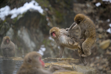 Obraz premium Japanese Snow Monkeys in Jigokudani Winter, Nagano