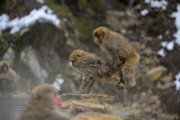 Fototapeta premium Japanese Snow Monkeys in Jigokudani Winter, Nagano