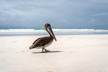 Brown pelican resting on rocks at Tortuga Bay, Galapagos islands, Ecuador