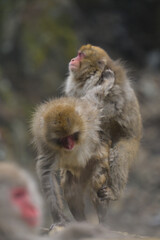 Japanese Snow Monkeys in Jigokudani Winter, Nagano
