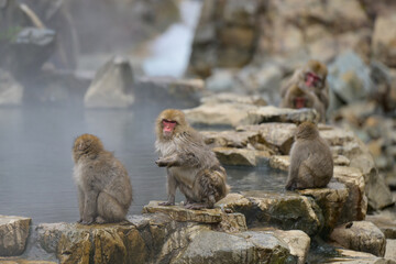 Japanese Snow Monkeys in Jigokudani Winter, Nagano