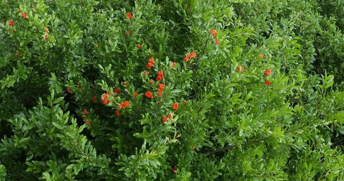Ornamental shrub of Pomegranate - Punica granatum - Open canopy and branched cultivated as fruit tree and for its particularly decorative scarlet red clusters of flowers above medium green foliage