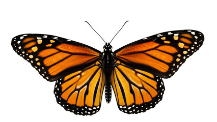 Fototapeta premium A vibrant orange and black monarch butterfly showcasing its symmetrical wings and intricate patterns, perfect for educational materials, nature documentaries, or environmental conservation