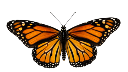 A vibrant orange and black monarch butterfly showcasing its symmetrical wings and intricate patterns, perfect for educational materials, nature documentaries, or environmental conservation