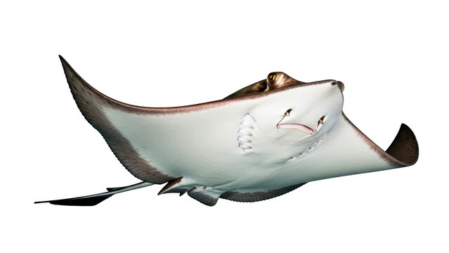 Majestic stingray elegantly swimming in its marine habitat, ideal for ocean conservation campaigns, educational content, and wildlife exploration projects. - Powered by Adobe