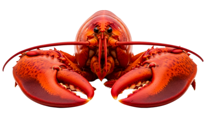 Vibrant red cooked lobster perfectly prepared for a delicious seafood meal or gourmet dining experience at a restaurant