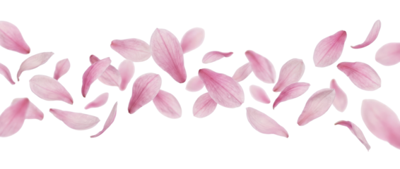 Pink Magnolia Petals Floating on White Background - Spring Bloom