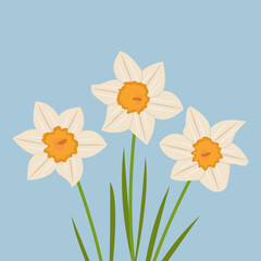 Bouquet of daffodils on a blue background. Hello, spring! Vector flat illustration.