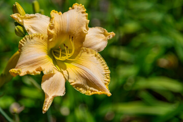 A vivid closeup of a peach-yellow daylily bloom, showcasing ruffled petal edges, stamens, and pistil against a soft green garden backdrop. Ideal for nature, floral, and outdoor themes.