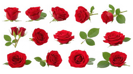 Collection of red roses isolated on transparent background