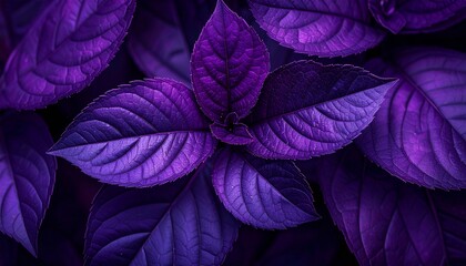 purple leaves on black background