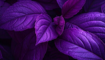 purple leaves on black background