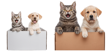 Adorable cat and dog sitting in a box isolated on transparent background