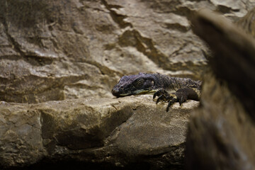 Black tree monitor resting on rock in zoo