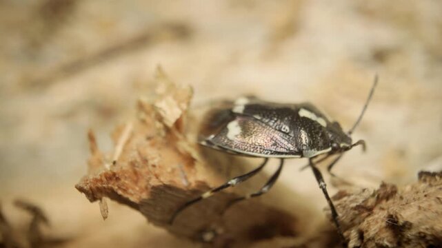 Close-up of a crucifer shield bug (Eurydema oleracea), also known as the cabbage bug or rape bug