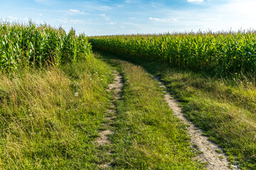 Obraz premium A dirt road running between corn fields