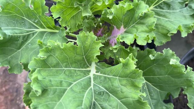Ornamental kale sprouts flutter in the breeze, while nearby, decorative cabbage seedlings tremble softly under the cool, whispering touch of the autumn wind.