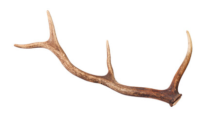 Deer horn isolated on white background.