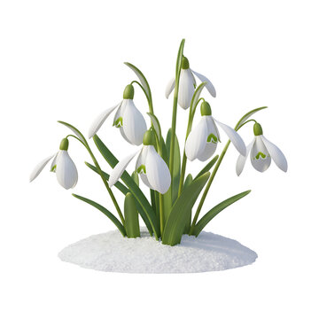 White snowdrops flower cluster isolated on transparent background