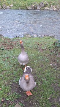 Ave aucu&aacute;tica