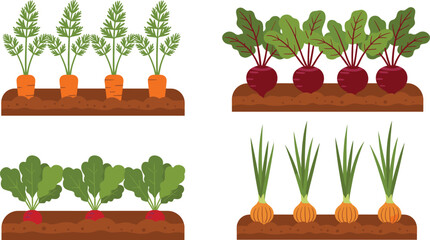Fresh vegetable garden illustration showing carrots, beets, radishes, and onions growing in soil with green leafy plants