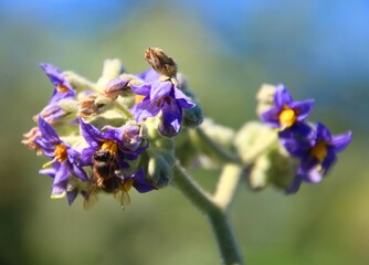 Nektarsuche © Detlef Ritter