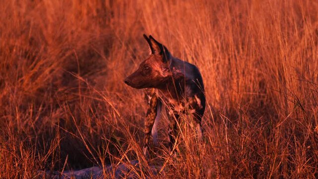 Rare African painted dogs resting in the wild, wildlife conservation