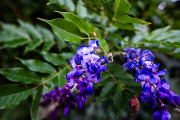 Fototapeta premium 2024 08 29 corsica Wisteria frutescens 61.jpg
