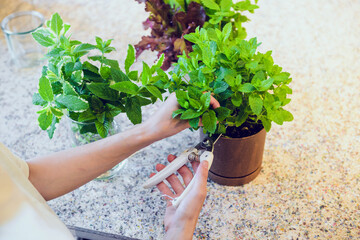 キッチンでミントの葉をカットする風景　ハーブのある暮らしの一場面