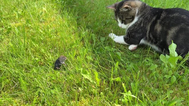 After a successful hunt, a cat is seen walking across an emerald green lawn with a live mouse held gently but firmly in its jaws.