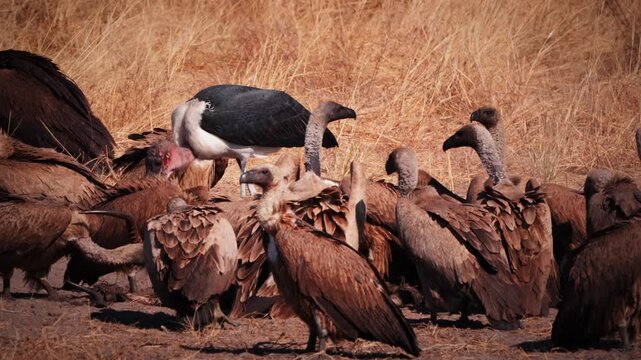 Group of vultures scavenging on a carcass in the African savanna