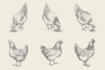 Vintage hen chicken illustration. Engraving style chicken. Can be used for menu restaurants, for packaging in markets and shops vector. Eps 10