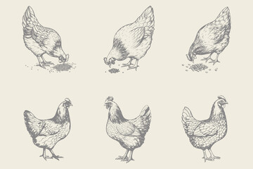 Hand-drawn retro hen chicken vector illustration. Poultry, broiler, farm animal feeding. Vintage Easter card. Eps 10