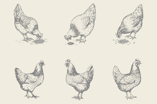 Hand-drawn retro hen chicken vector illustration. Poultry, broiler, farm animal feeding. Vintage Easter card. Eps 10