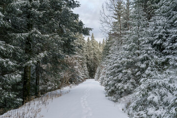 Winter im Schwarzwald