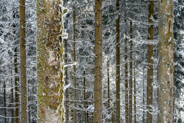 Winter im Schwarzwald
