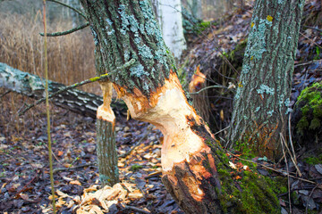 The beaver gnawed half of the tree trunk.