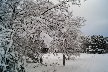 Naturschutzgebiet Fischbeker Heide im Winter 