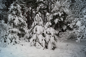 Naturschutzgebiet Fischbeker Heide im Winter 