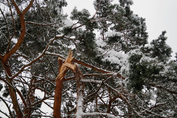 Naturschutzgebiet Fischbeker Heide im Winter 