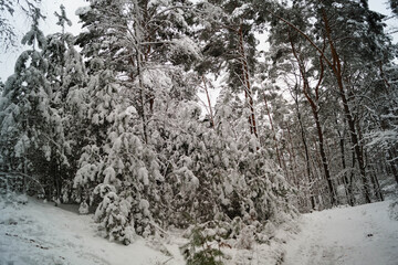 Naturschutzgebiet Fischbeker Heide im Winter 