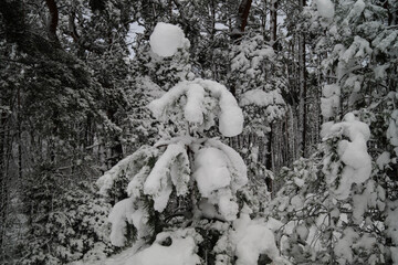 Naturschutzgebiet Fischbeker Heide im Winter 