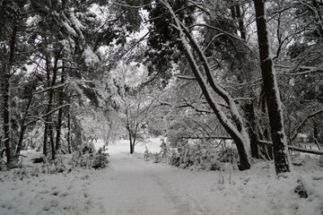 Naturschutzgebiet Fischbeker Heide im Winter 