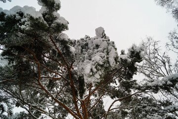 Naturschutzgebiet Fischbeker Heide im Winter 
