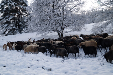 Naturschutzgebiet Fischbeker Heide im Winter 