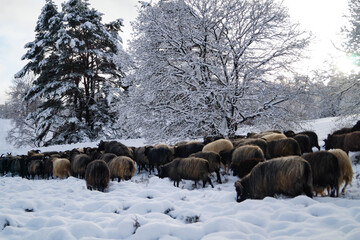 Naturschutzgebiet Fischbeker Heide im Winter 